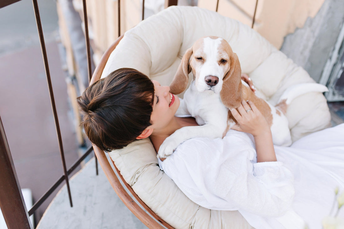 Outdoor Pet Comfort: Choosing the Right Mattress or Plush Bed