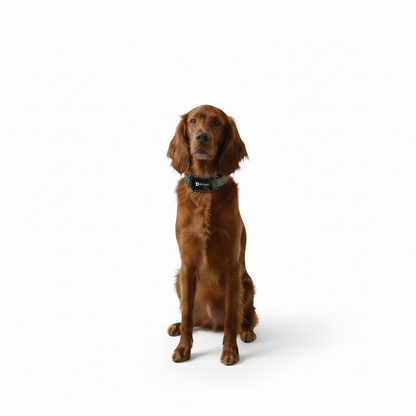 Training Collar